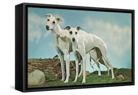 Two Young Greyhounds-null-Framed Stretched Canvas