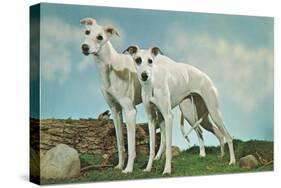 Two Young Greyhounds-null-Stretched Canvas
