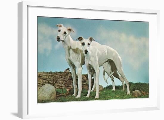 Two Young Greyhounds-null-Framed Art Print