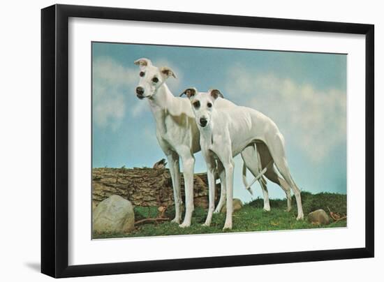 Two Young Greyhounds-null-Framed Art Print