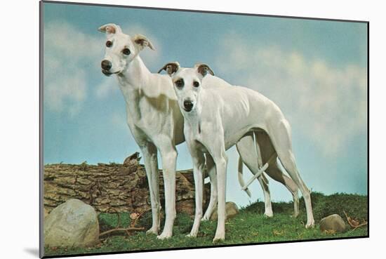 Two Young Greyhounds-null-Mounted Art Print