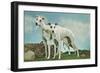 Two Young Greyhounds-null-Framed Premium Giclee Print