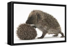 Two Young Hedgehogs (Erinaceus Europaeus) One Standing, One Rolled into a Ball-Mark Taylor-Framed Stretched Canvas