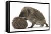 Two Young Hedgehogs (Erinaceus Europaeus) One Standing, One Rolled into a Ball-Mark Taylor-Framed Stretched Canvas