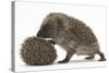 Two Young Hedgehogs (Erinaceus Europaeus) One Standing, One Rolled into a Ball-Mark Taylor-Stretched Canvas