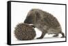 Two Young Hedgehogs (Erinaceus Europaeus) One Standing, One Rolled into a Ball-Mark Taylor-Framed Stretched Canvas