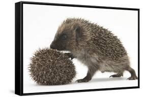 Two Young Hedgehogs (Erinaceus Europaeus) One Standing, One Rolled into a Ball-Mark Taylor-Framed Stretched Canvas