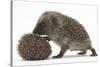 Two Young Hedgehogs (Erinaceus Europaeus) One Standing, One Rolled into a Ball-Mark Taylor-Stretched Canvas