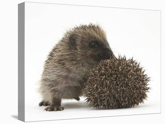 Two Young Hedgehogs (Erinaceus Europaeus) One Standing, One Rolled into a Ball-Mark Taylor-Stretched Canvas