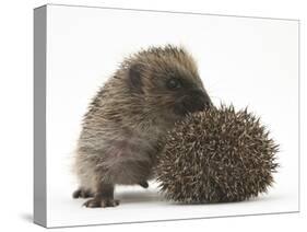 Two Young Hedgehogs (Erinaceus Europaeus) One Standing, One Rolled into a Ball-Mark Taylor-Stretched Canvas