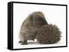 Two Young Hedgehogs (Erinaceus Europaeus) One Standing, One Rolled into a Ball-Mark Taylor-Framed Stretched Canvas