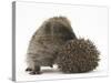 Two Young Hedgehogs (Erinaceus Europaeus) One Standing, One Rolled into a Ball-Mark Taylor-Stretched Canvas