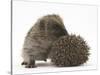 Two Young Hedgehogs (Erinaceus Europaeus) One Standing, One Rolled into a Ball-Mark Taylor-Stretched Canvas