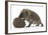 Two Young Hedgehogs (Erinaceus Europaeus) One Standing, One Rolled into a Ball-Mark Taylor-Framed Photographic Print