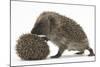 Two Young Hedgehogs (Erinaceus Europaeus) One Standing, One Rolled into a Ball-Mark Taylor-Mounted Photographic Print
