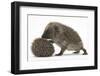 Two Young Hedgehogs (Erinaceus Europaeus) One Standing, One Rolled into a Ball-Mark Taylor-Framed Photographic Print