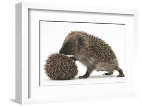 Two Young Hedgehogs (Erinaceus Europaeus) One Standing, One Rolled into a Ball-Mark Taylor-Framed Photographic Print