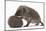 Two Young Hedgehogs (Erinaceus Europaeus) One Standing, One Rolled into a Ball-Mark Taylor-Mounted Photographic Print