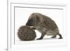 Two Young Hedgehogs (Erinaceus Europaeus) One Standing, One Rolled into a Ball-Mark Taylor-Framed Photographic Print