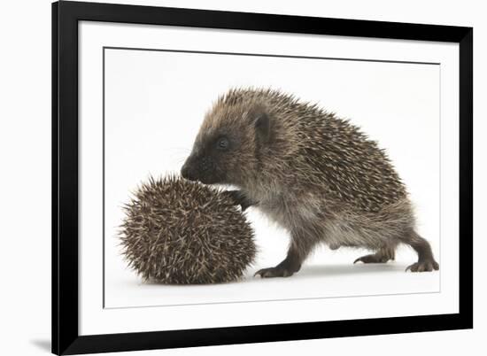 Two Young Hedgehogs (Erinaceus Europaeus) One Standing, One Rolled into a Ball-Mark Taylor-Framed Photographic Print