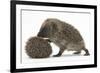 Two Young Hedgehogs (Erinaceus Europaeus) One Standing, One Rolled into a Ball-Mark Taylor-Framed Photographic Print