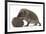 Two Young Hedgehogs (Erinaceus Europaeus) One Standing, One Rolled into a Ball-Mark Taylor-Framed Photographic Print