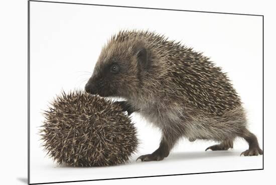 Two Young Hedgehogs (Erinaceus Europaeus) One Standing, One Rolled into a Ball-Mark Taylor-Mounted Photographic Print