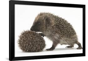 Two Young Hedgehogs (Erinaceus Europaeus) One Standing, One Rolled into a Ball-Mark Taylor-Framed Photographic Print