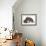 Two Young Hedgehogs (Erinaceus Europaeus) One Standing, One Rolled into a Ball-Mark Taylor-Framed Photographic Print displayed on a wall