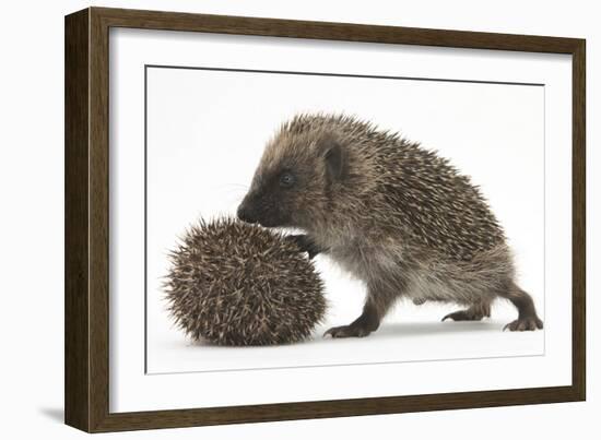 Two Young Hedgehogs (Erinaceus Europaeus) One Standing, One Rolled into a Ball-Mark Taylor-Framed Photographic Print