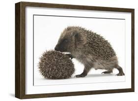 Two Young Hedgehogs (Erinaceus Europaeus) One Standing, One Rolled into a Ball-Mark Taylor-Framed Photographic Print