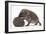 Two Young Hedgehogs (Erinaceus Europaeus) One Standing, One Rolled into a Ball-Mark Taylor-Framed Photographic Print