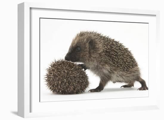 Two Young Hedgehogs (Erinaceus Europaeus) One Standing, One Rolled into a Ball-Mark Taylor-Framed Photographic Print