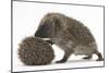 Two Young Hedgehogs (Erinaceus Europaeus) One Standing, One Rolled into a Ball-Mark Taylor-Mounted Photographic Print