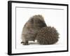 Two Young Hedgehogs (Erinaceus Europaeus) One Standing, One Rolled into a Ball-Mark Taylor-Framed Photographic Print