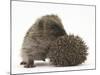 Two Young Hedgehogs (Erinaceus Europaeus) One Standing, One Rolled into a Ball-Mark Taylor-Mounted Photographic Print