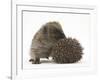 Two Young Hedgehogs (Erinaceus Europaeus) One Standing, One Rolled into a Ball-Mark Taylor-Framed Photographic Print