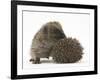 Two Young Hedgehogs (Erinaceus Europaeus) One Standing, One Rolled into a Ball-Mark Taylor-Framed Photographic Print