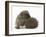 Two Young Hedgehogs (Erinaceus Europaeus) One Standing, One Rolled into a Ball-Mark Taylor-Framed Photographic Print