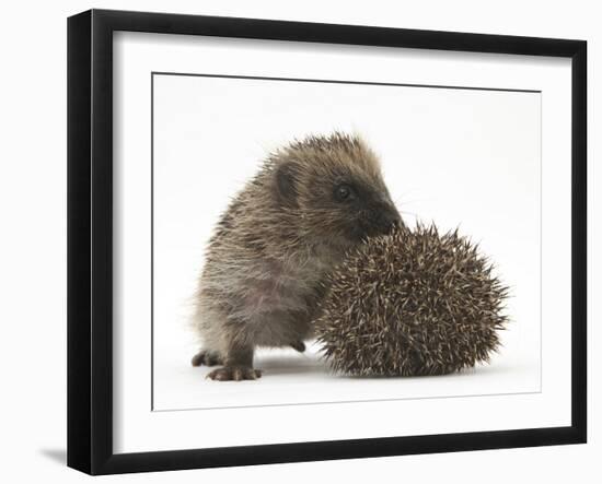 Two Young Hedgehogs (Erinaceus Europaeus) One Standing, One Rolled into a Ball-Mark Taylor-Framed Photographic Print