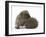 Two Young Hedgehogs (Erinaceus Europaeus) One Standing, One Rolled into a Ball-Mark Taylor-Framed Photographic Print