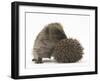 Two Young Hedgehogs (Erinaceus Europaeus) One Standing, One Rolled into a Ball-Mark Taylor-Framed Photographic Print