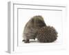 Two Young Hedgehogs (Erinaceus Europaeus) One Standing, One Rolled into a Ball-Mark Taylor-Framed Photographic Print