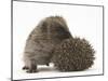 Two Young Hedgehogs (Erinaceus Europaeus) One Standing, One Rolled into a Ball-Mark Taylor-Mounted Photographic Print