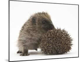 Two Young Hedgehogs (Erinaceus Europaeus) One Standing, One Rolled into a Ball-Mark Taylor-Mounted Photographic Print