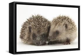 Two Young Hedgehogs (Erinaceus Europaeus) Sitting Together-Mark Taylor-Framed Stretched Canvas