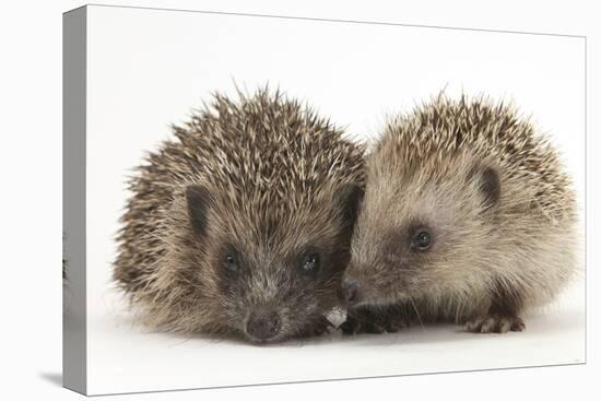 Two Young Hedgehogs (Erinaceus Europaeus) Sitting Together-Mark Taylor-Stretched Canvas