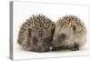 Two Young Hedgehogs (Erinaceus Europaeus) Sitting Together-Mark Taylor-Stretched Canvas