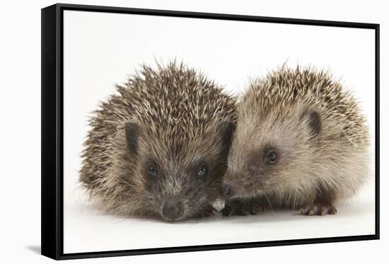 Two Young Hedgehogs (Erinaceus Europaeus) Sitting Together-Mark Taylor-Framed Stretched Canvas