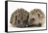 Two Young Hedgehogs (Erinaceus Europaeus) Sitting Together-Mark Taylor-Framed Stretched Canvas